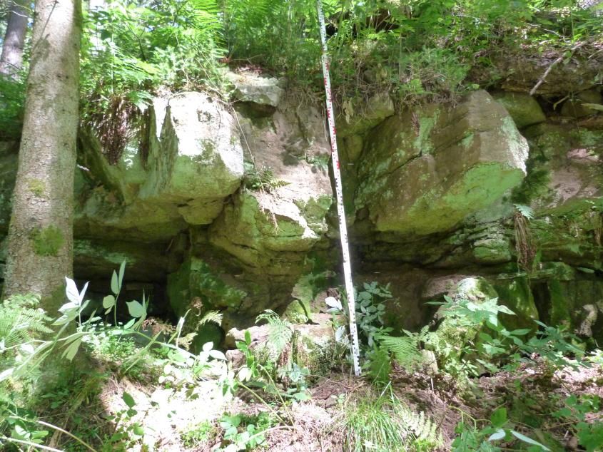 Blick auf eine verbliebene, verwachsene Bank aus dem Steinbruch bei Fischbach